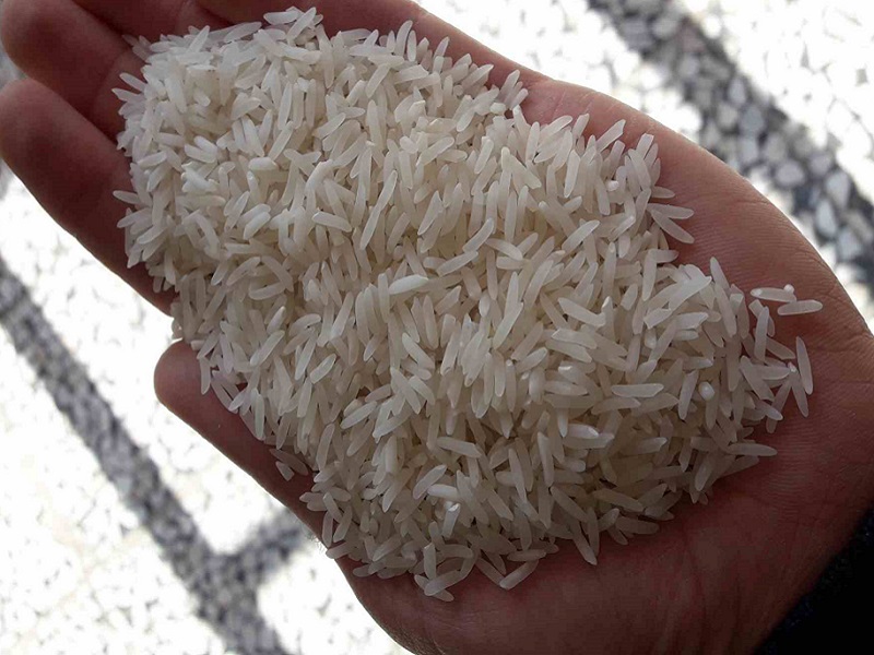 برنج پرمحصول فجر