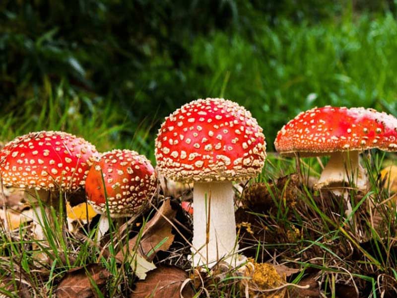تشخیص قارچ سمی و خوراکی حین چیدن قارچ از طبیعت در بهار