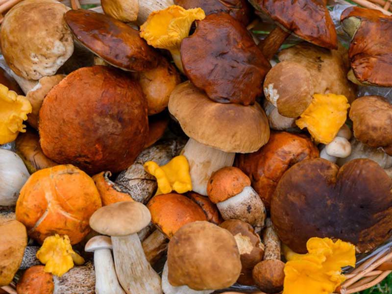 تشخیص قارچ سمی و خوراکی حین چیدن قارچ از طبیعت در بهار