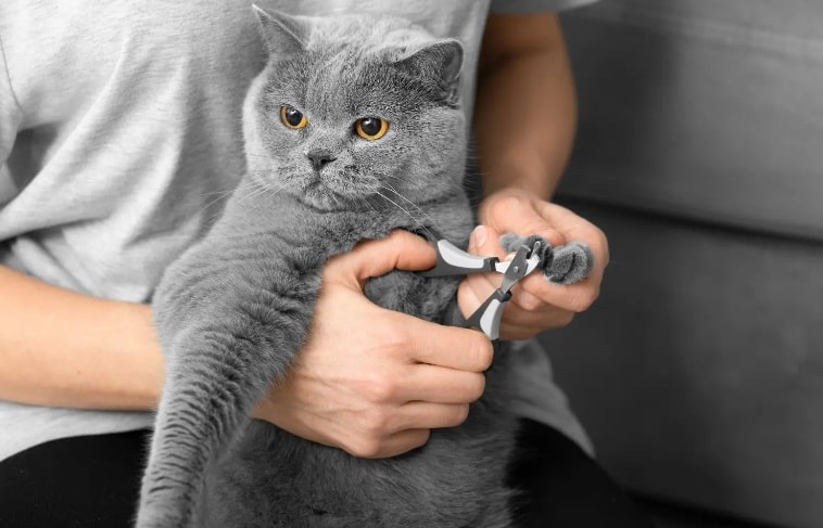 آیا گرفتن ناخن گربه با ناخن گیر انسان صحیح است؟ 2 گرفتن ناخن گربه با ناخن گیر انسان