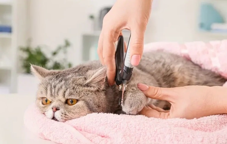 آیا گرفتن ناخن گربه با ناخن گیر انسان صحیح است؟ 3 کوتاه کردن ناخن گربه با استفاده از ناخن گیر انسان